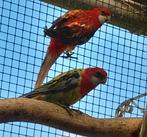 Prachtrosella,s koppel split golden, Dieren en Toebehoren, Meerdere dieren, Parkiet, Geringd