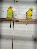 Koppel blackwing parkieten, Dieren en Toebehoren, Meerdere dieren, Parkiet