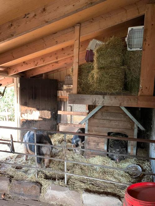 Kune kune zeug (varken), Dieren en Toebehoren, Schapen, Geiten en Varkens, Varken, Vrouwelijk, 6 jaar of ouder