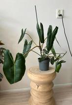 Pgilodendron billietiae, Ophalen, Overige soorten, Minder dan 100 cm