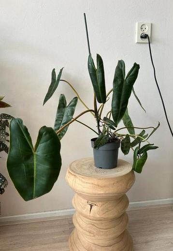 Pgilodendron billietiae beschikbaar voor biedingen