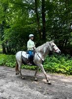 Aangeboden deel lease paard voor een echte natuurliefhebber, Ophalen of Verzenden