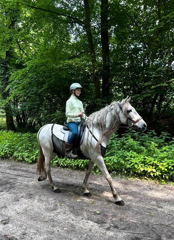 Aangeboden deel lease paard voor een echte natuurliefhebber, Dieren en Toebehoren, Paarden en Pony's | Verzorgingsproducten, Ophalen of Verzenden