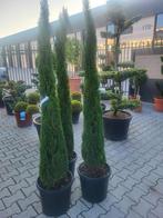 Cupressus semp.Totem 170-175cm, Tuin en Terras, Bloeit niet, Overige soorten, 100 tot 250 cm, Ophalen