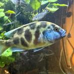 Nimbochromis Venustus (5), Dieren en Toebehoren, Vis