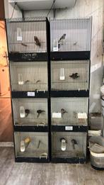 Diverse vogels mogen verhuizen, Dieren en Toebehoren, Vogels | Overige Vogels, Meerdere dieren, Tropenvogel