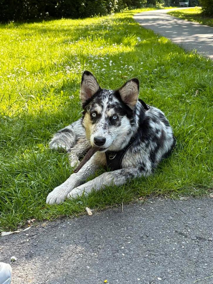 Jonge Husky x Australian Sheperd - GOED LEZEN., Dieren en Toebehoren, Honden | Poolhonden, Keeshonden en Oertypen, Teef, Overige rassen