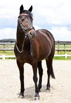 Super leuke New forest merrie inclusief heel veel spullen, Merrie, Dressuurpaard