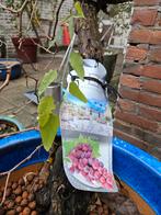 Pot, druif, stam , vruchtboom, Ophalen of Verzenden, Minder dan 100 cm, Overige soorten