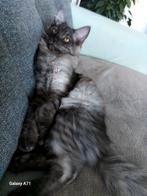 Maincoon kitten laatste, Dieren en Toebehoren, Poes, Ontwormd