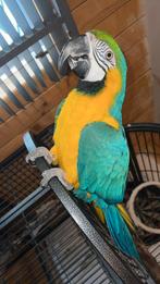 Ara papagaai tam, Dieren en Toebehoren, Vogels | Parkieten en Papegaaien, Vrouwelijk, Papegaai, Pratend