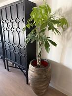 Grote Bloempot met Geldboom (Pachira), Overige soorten, In pot, Minder dan 100 cm, Groene kamerplant