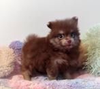NOG EEN super knappe en schattige mini pomeranian puppy🥰, Dieren en Toebehoren, Keeshond, 8 tot 15 weken, Meerdere, Meerdere dieren
