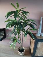 Prachtige kunst/zijden dracaena plant, Ophalen, Halfschaduw, Minder dan 100 cm