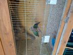 4 jonge groenvleugel duiven, Dieren en Toebehoren, Geslacht onbekend, Tropenvogel, Geringd