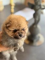 Raszuivere mini pomerianen reutje, Dieren en Toebehoren, Honden | Chihuahua's en Gezelschapshonden, België, Particulier, Overige rassen