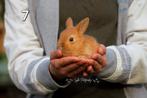 Knappe Baby konijntjes aangeboden, Dieren en Toebehoren, Meerdere dieren