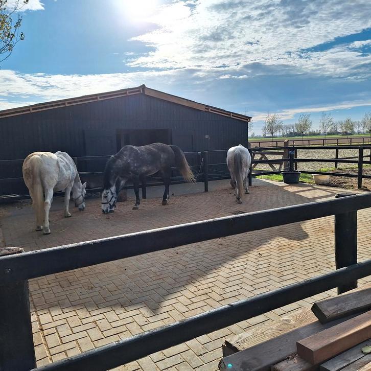 Paardenbox te huur met paddock en rijbak 20x50 mtr., Dieren en Toebehoren, Stalling en Weidegang, Weidegang