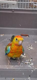 Mooi Rood rug parkiet man, Dieren en Toebehoren, Mannelijk, Parkiet