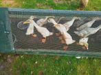 Loop eenden, Dieren en Toebehoren, Pluimvee, Meerdere dieren, Eend
