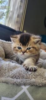 Heel schattig brittish shorthair kittens gold tabby, Gechipt, Meerdere dieren, 0 tot 2 jaar