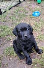 Zwarte labrador pups, Dieren en Toebehoren, Particulier, Meerdere, 8 tot 15 weken, Meerdere dieren
