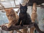 prachtige maine coon kittens met stamboom, Dieren en Toebehoren, Katten en Kittens | Raskatten | Langhaar, Meerdere dieren, Gechipt