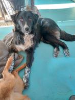 Norma..super lief en gemakkelijke hond, Handelaar, 1 tot 2 jaar, Buitenland, Teef