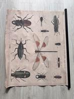 Antieke look Schoolplaat Insecten, Ophalen, Natuur en Biologie