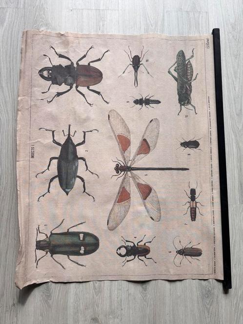 Antieke look Schoolplaat Insecten, Antiek en Kunst, Antiek | Schoolplaten, Natuur en Biologie, Ophalen