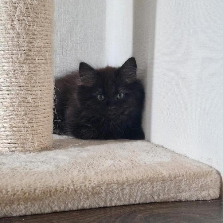 Britse korthaar/langhaar  kittens, Dieren en Toebehoren, Katten en Kittens | Raskatten | Korthaar, Kater, Ontwormd