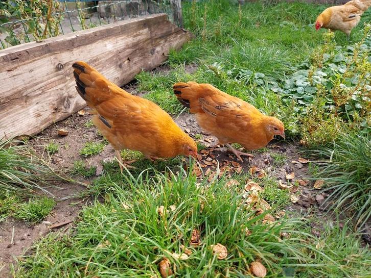 Jonge hennen (kruising) kippen te koop, Dieren en Toebehoren, Pluimvee, Kip, Vrouwelijk