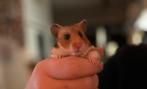 Goudhamster, Dieren en Toebehoren, Hamster, Vrouwelijk, Mei, Tam