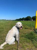 Labradoodle Wegen privé omstandigheden goed tehuis gezocht, Dieren en Toebehoren, Overige rassen, CDV (hondenziekte), 1 tot 2 jaar