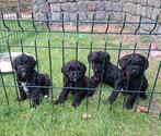 Zwarte labradoodle pups, CDV (hondenziekte), 8 tot 15 weken, Meerdere, Meerdere dieren