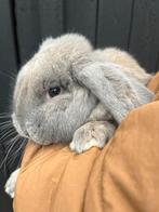 Lieve franse hangoor ram, gecastreerd en gevaccineerd, Dieren en Toebehoren, Konijnen, Mannelijk, Groot, Hangoor, 0 tot 2 jaar