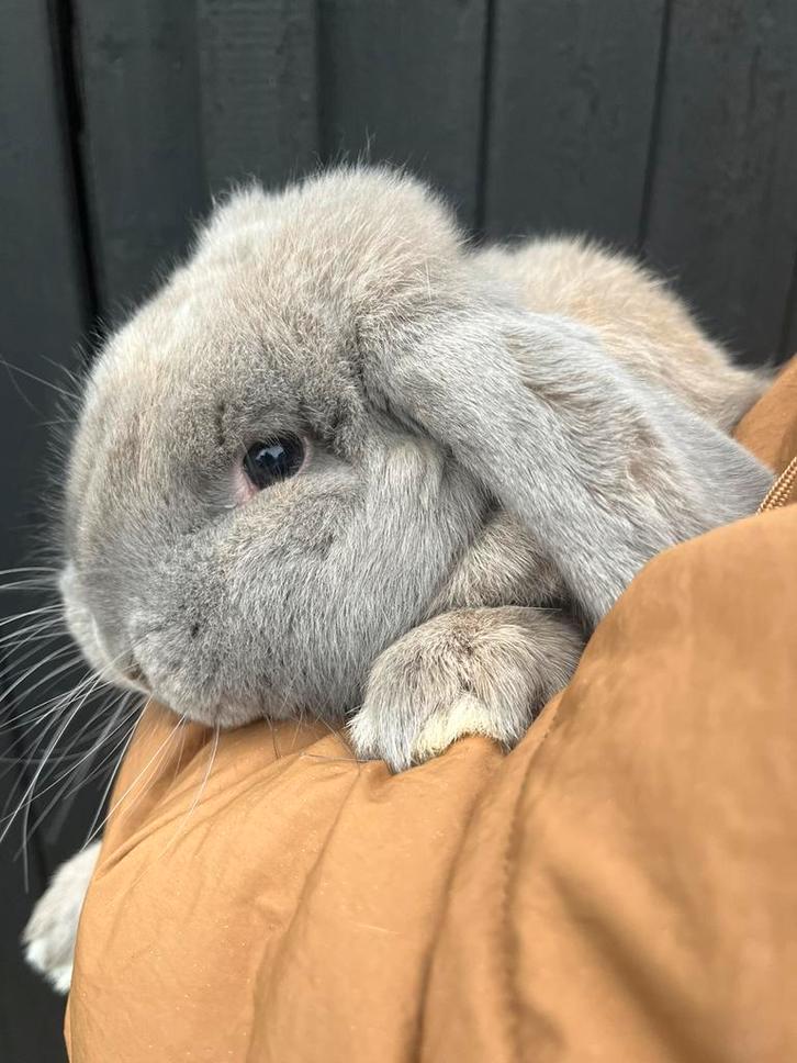 Lieve franse hangoor ram, gecastreerd en gevaccineerd, Dieren en Toebehoren, Konijnen, Groot, Mannelijk, 0 tot 2 jaar, Hangoor