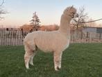 Alpaca dekhengst, Dieren en Toebehoren, Overige Dieren, Mei, Mannelijk