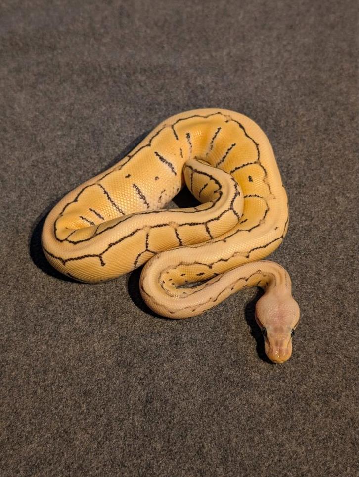 0.1 Pastel Pinstripe Desert Ghost Ball Python Regius Ball Python - female for sale from M. Beekmans