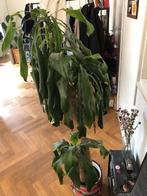Dracaena kamerplant, Huis en Inrichting, Ophalen, Halfschaduw, Minder dan 100 cm