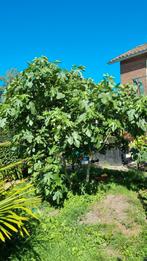 vijgen boom, Ophalen of Verzenden, Volle zon, Overige soorten