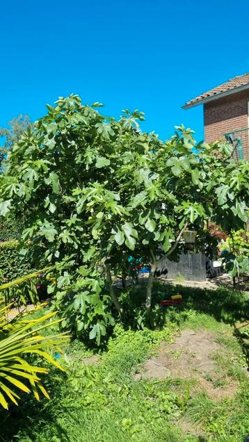 vijgen boom  beschikbaar voor biedingen