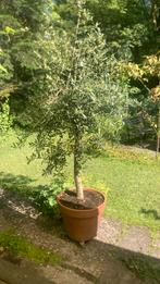 Oude olijfboom, Tuin en Terras, Planten | Bomen, 100 tot 250 cm, Olijfboom, Zomer, Ophalen