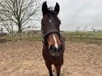 Te koop 3,5 jarige Kwpn merrie  Daily diamond x Carthino z, Dieren en Toebehoren, Merrie, Dressuurpaard, Ingeënt, 3 tot 6 jaar