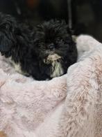 Shih tzu kruising toy poedel, Dieren en Toebehoren, Rabiës (hondsdolheid), 8 tot 15 weken, Meerdere, Nederland