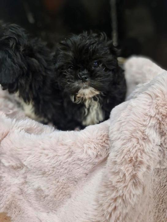 Shih tzu kruising toy poedel, Dieren en Toebehoren, Honden | Chihuahua's en Gezelschapshonden, Reu, Overige rassen, Fokker | Hobbymatig