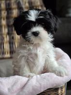 Prachtige lieve Kay (Malshi) boomer, 8 tot 15 weken, Eén hond, Nederland, Particulier