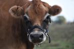 GEZOCHT: Halstermakke Jersey vaars, Dieren en Toebehoren, Vrouwelijk, 0 tot 2 jaar