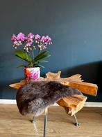 Teak bijzettafel, Natuurlijk, 55 tot 75 cm, Zo goed als nieuw, Ovaal