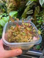 Begonia vankerckhovenii + lichenora, Ophalen of Verzenden, Halfschaduw, Minder dan 100 cm